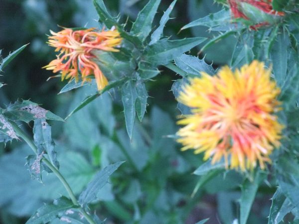 この前見てきた白鷹の紅花