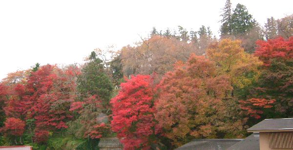 烏帽子山公園の紅葉が見頃です