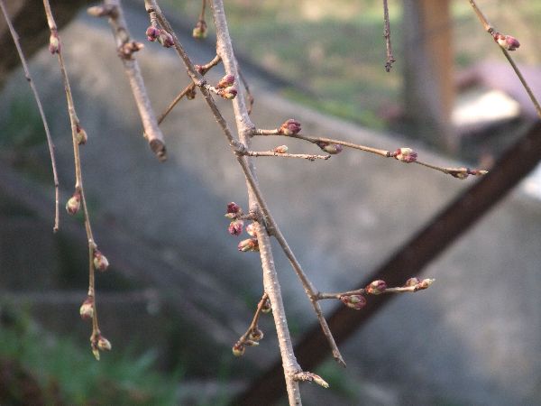 烏帽子山公園の桜09/04/08