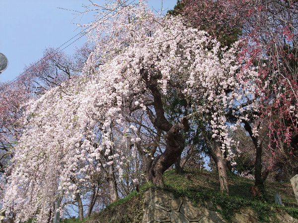 烏帽子山　寺坂のしだれ桜