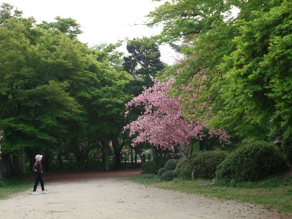 烏帽子山公園の新緑☆090505☆