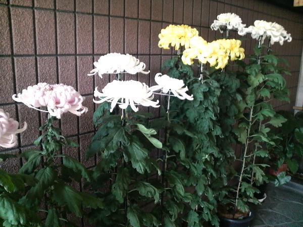 第97回南陽の菊まつり開催中です