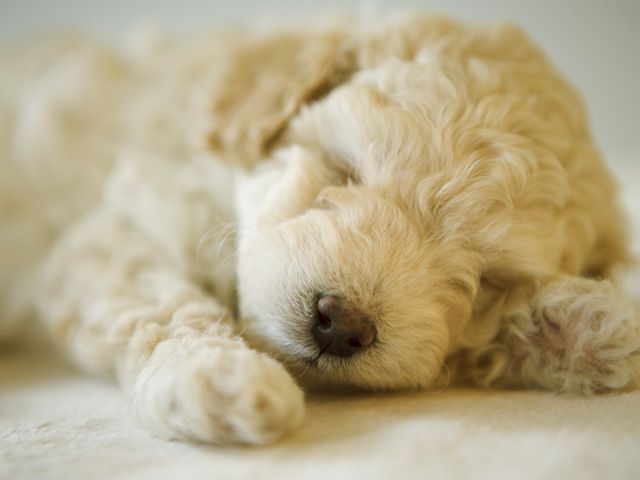 当館ではワンちゃん（小型犬）連れでお泊まりできます