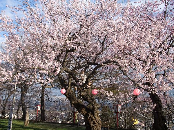 【山形武将と桜】ぽっきりプラン作ってみました＾＾