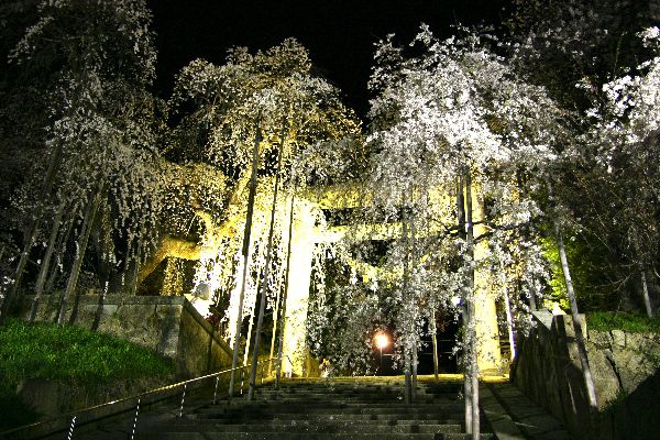 今年も元気に夜桜案内します！