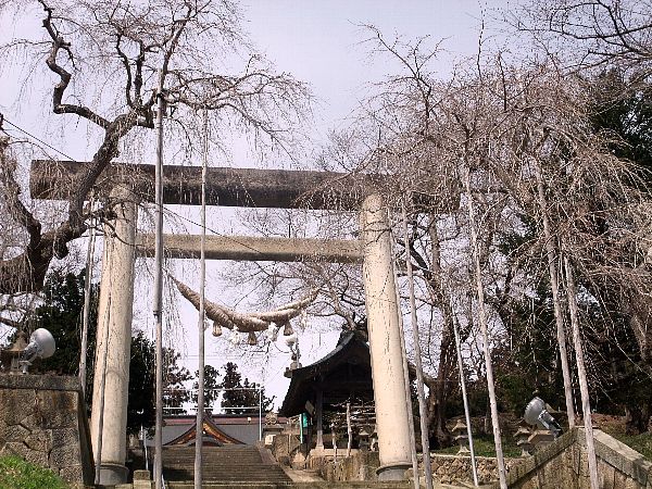 ４月１３日鳥居前のしだれ桜の様子