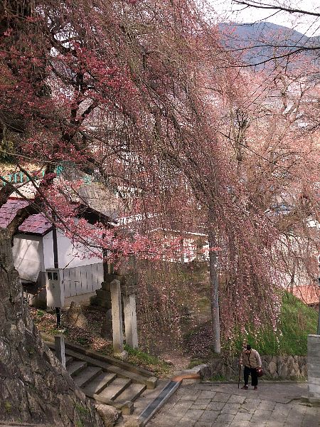 【烏帽子山】桜情報0421