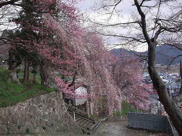 烏帽子山桜情報4月24日