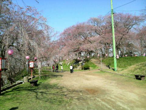 いよいよ桜本番