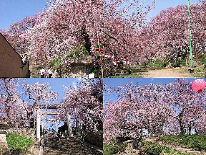 烏帽子山桜情報4月26日