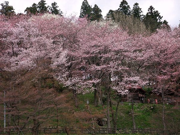 烏帽子山桜情報4月27日