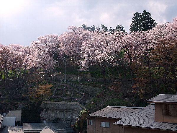 烏帽子山桜情報4月30日