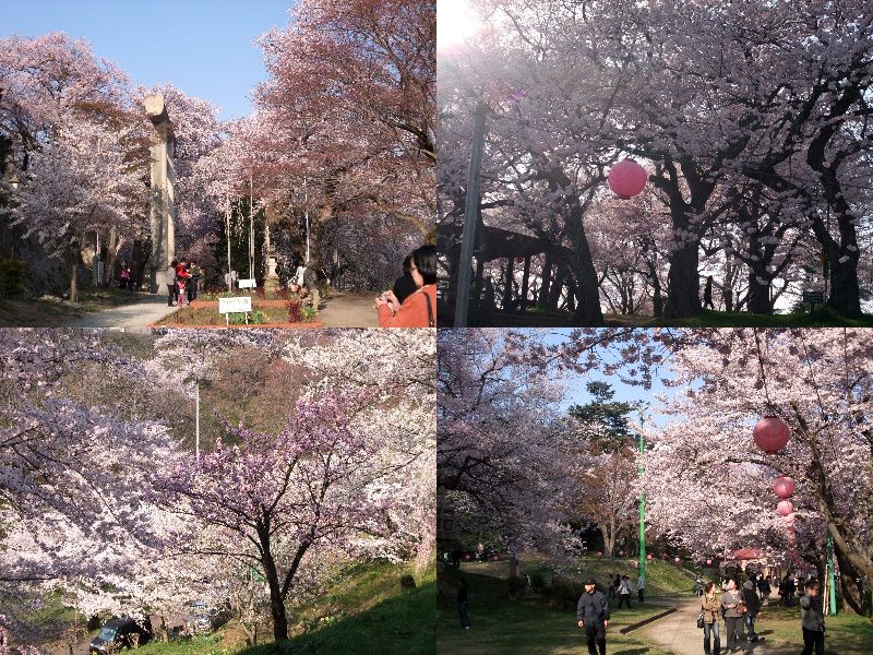 烏帽子山桜情報5月01日