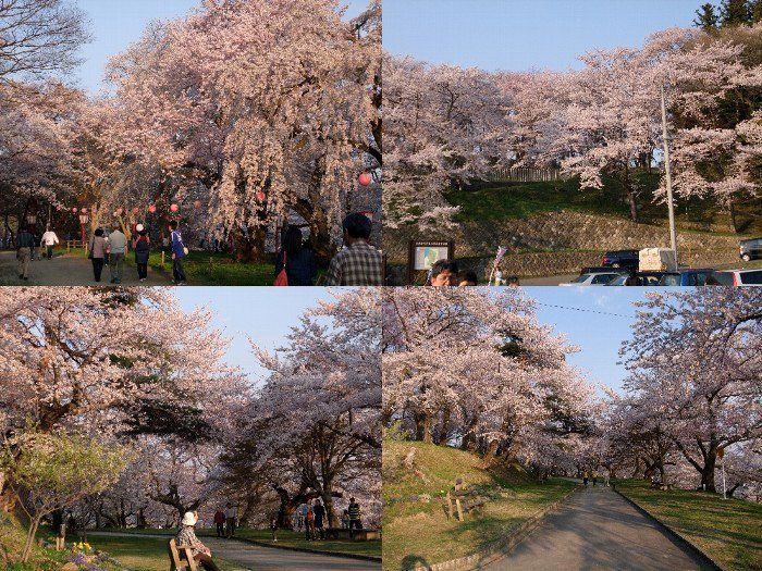 烏帽子山桜情報5月02日