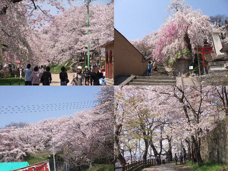 烏帽子山桜情報5月03日