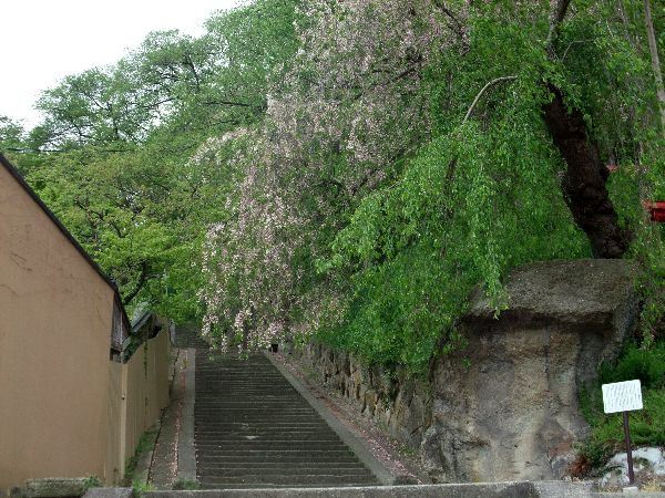 【烏帽子山公園の新緑】5月14日