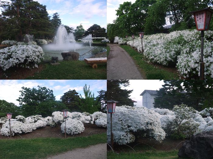 長井市【つつじ公園】満開です