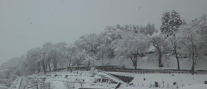 1月6日朝の烏帽子山公園の霧氷