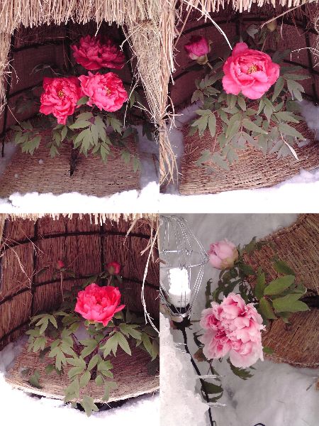 まほろば冬咲きぼたんまつり明日までです