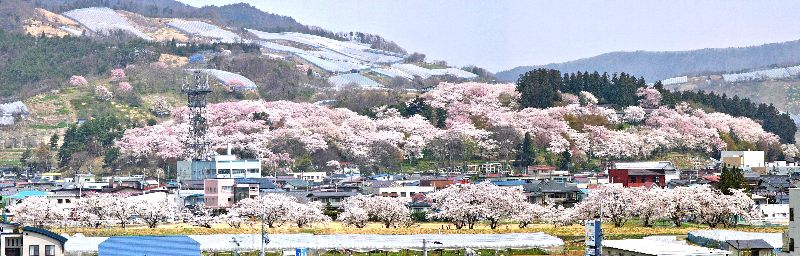 4月14日現在の烏帽子山公園の開花予想