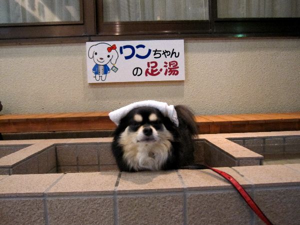 2012年3月11日までワンちゃん料金を無料に