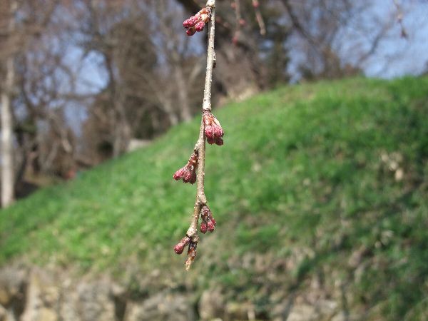 4月21日の烏帽子山公園寺坂のしだれ桜