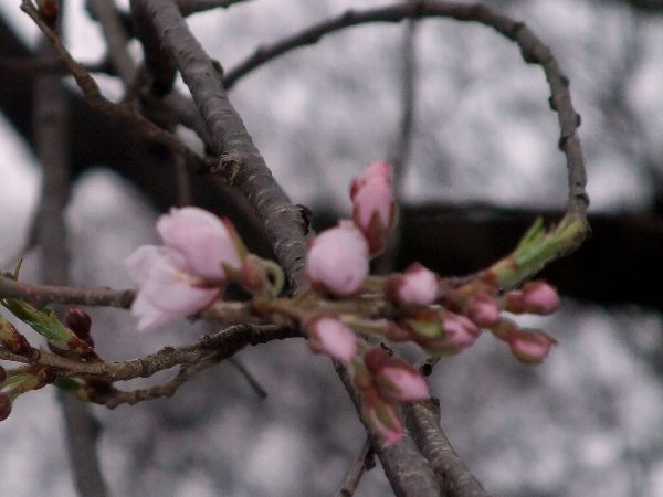 烏帽子山公園、寺坂の枝垂れ桜一部開花♪