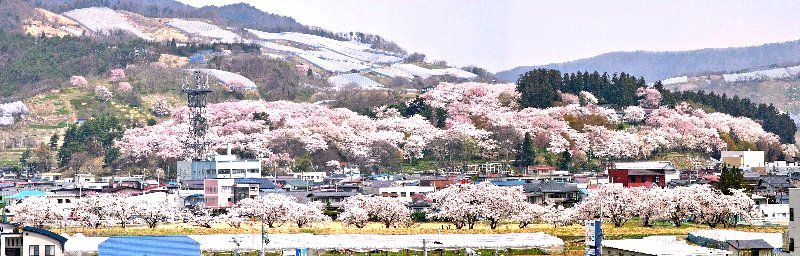 4月26日現在の烏帽子山公園の開花状況