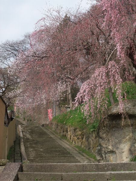 4月27日の烏帽子山公園の桜画像１
