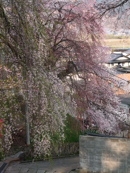 4月27日の烏帽子山公園の桜画像2
