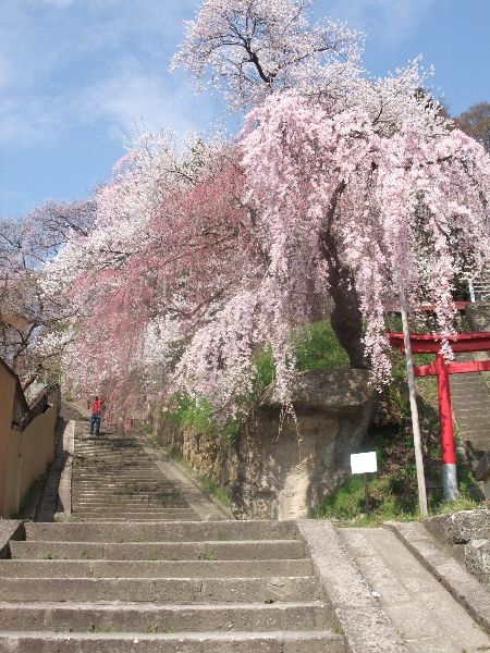 4月29日の烏帽子山公園の桜画像１