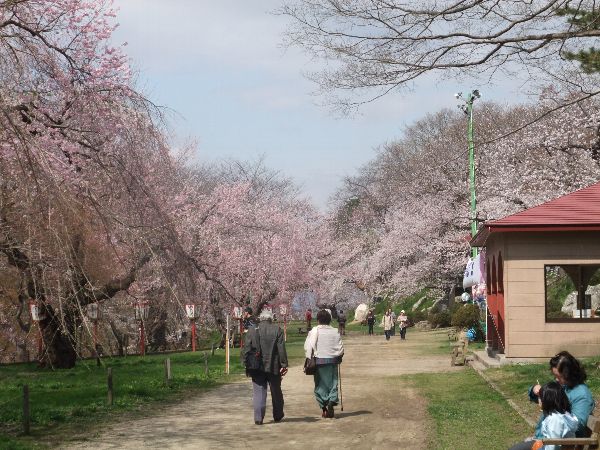 4月29日の烏帽子山公園の桜画像２