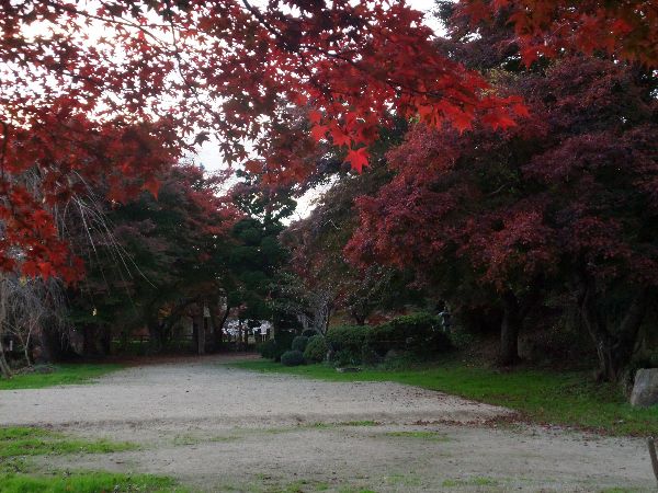 烏帽子山公園の紅葉状況(11/09)