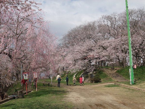 4/13～5/6は赤湯温泉桜まつりです。