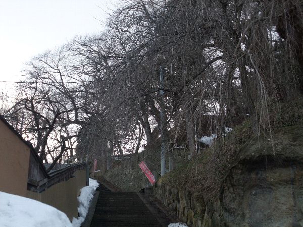 烏帽子山公園だいたい桜開花1か月前です