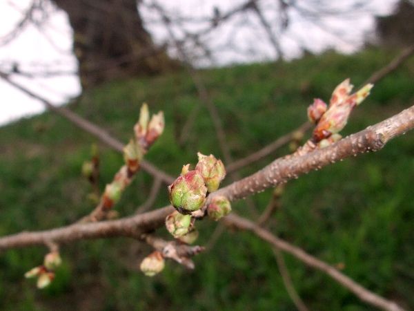 2012年4月17烏帽子山公園寺坂の桜状況