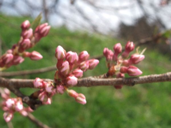 4月24日午前9時の寺坂の枝垂桜のつぼみ