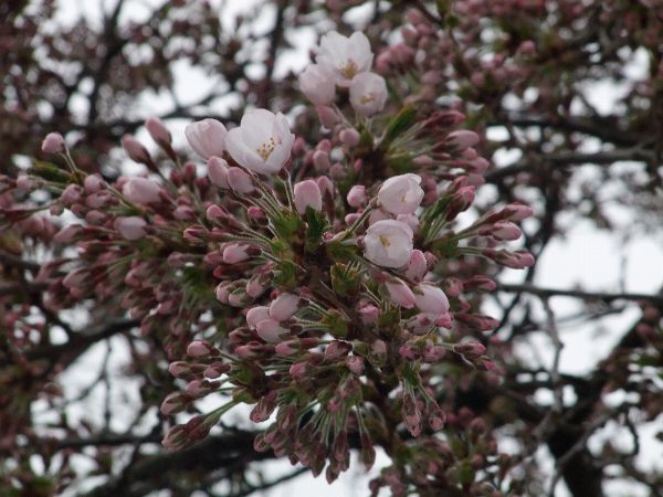 4月25日烏帽子山公園標本木開花♪