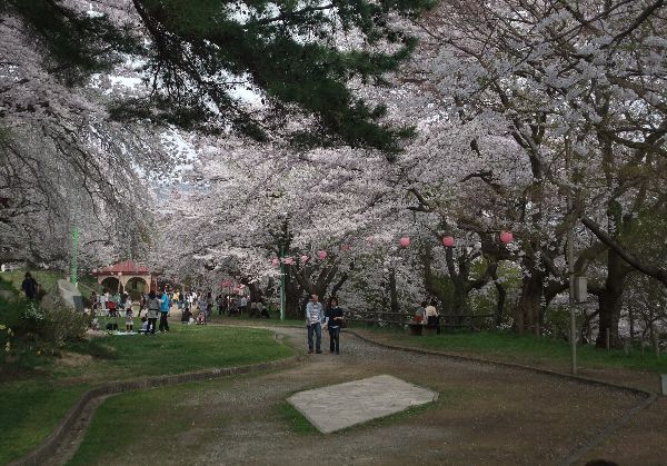 4月30日午後現在の烏帽子山公園の桜状況