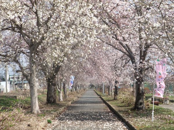 高畠まほろばの緑道桜が満開