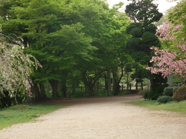 桜後の烏帽子山5月8日