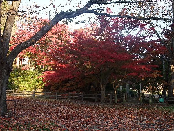 11月7日の烏帽子山公園紅葉スポット