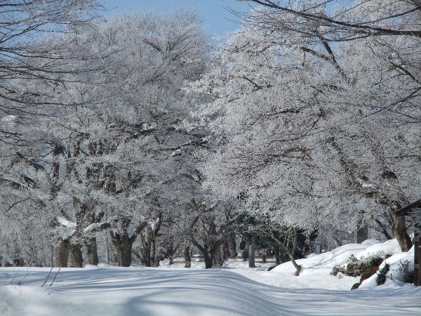 今朝の烏帽子山公園の霧氷