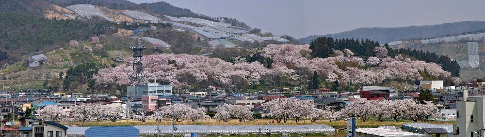 ４月１５日～５月６日までは赤湯温泉桜祭りです。