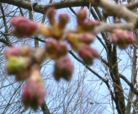 4月9日の烏帽子山公園の桜状況