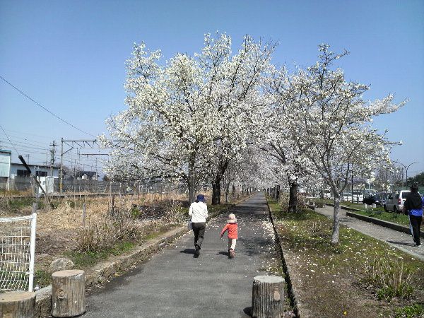 高畠町「まほろばの緑道」の桜