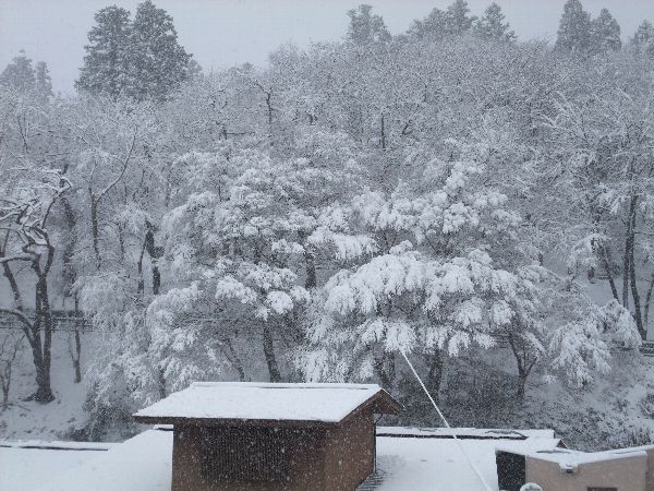 今朝の烏帽子山公園の雪の華