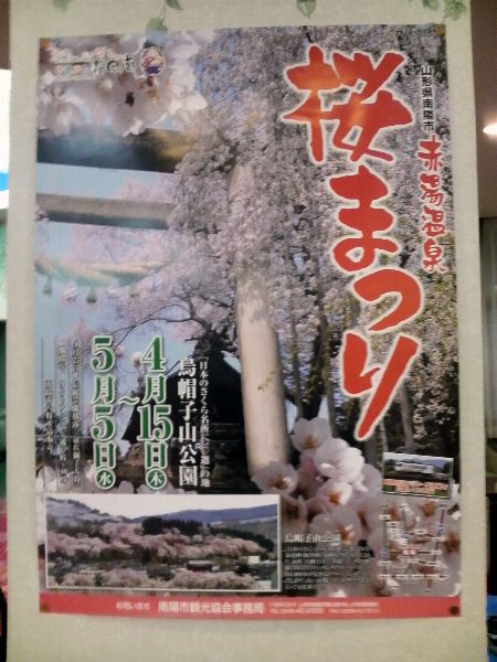 ４月１５日より赤湯温泉桜まつりです！