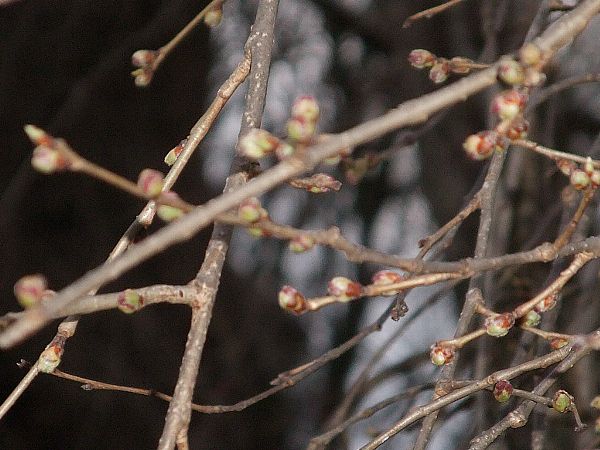 4月6日烏帽子山の桜情報