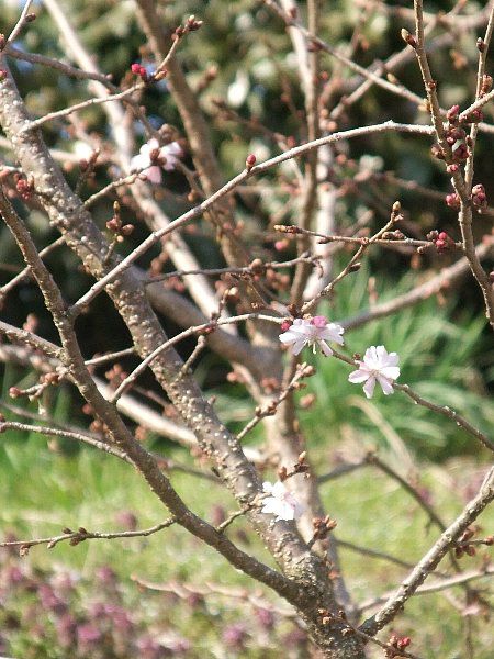 4月7日烏帽子山の桜情報